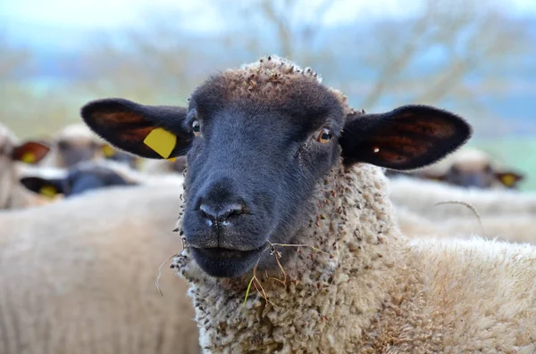 Als Landbouwhuisdier Gehouden Schapen Grasland — Stockfoto