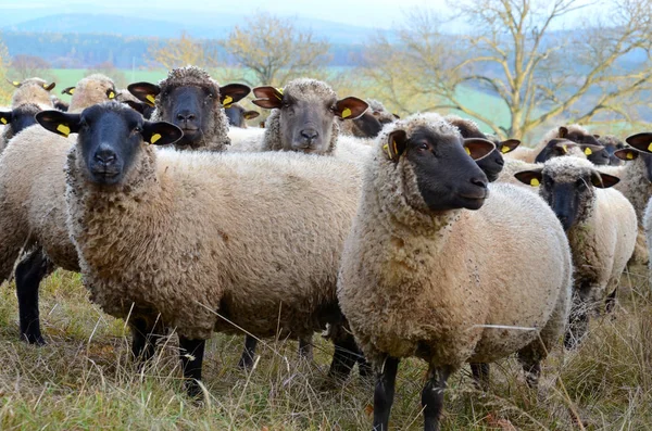 Aussichtsreicher Blick Auf Die Landwirtschaft Auf Dem Land — Stockfoto