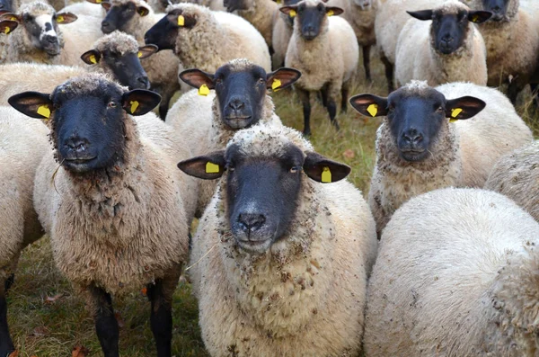 Aussichtsreicher Blick Auf Die Landwirtschaft Auf Dem Land — Stockfoto