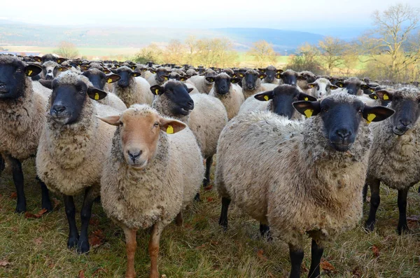 Háziasított Juh Legelőn — Stock Fotó