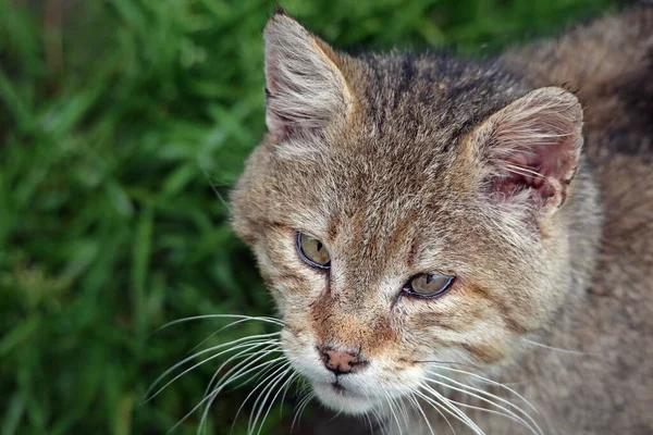 Vildkatt Felis Silvestris Silvestris — Stockfoto