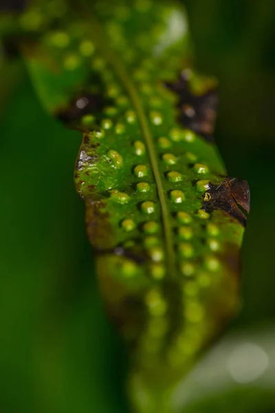 Piękne Botaniczne Ujęcie Naturalna Tapeta — Zdjęcie stockowe