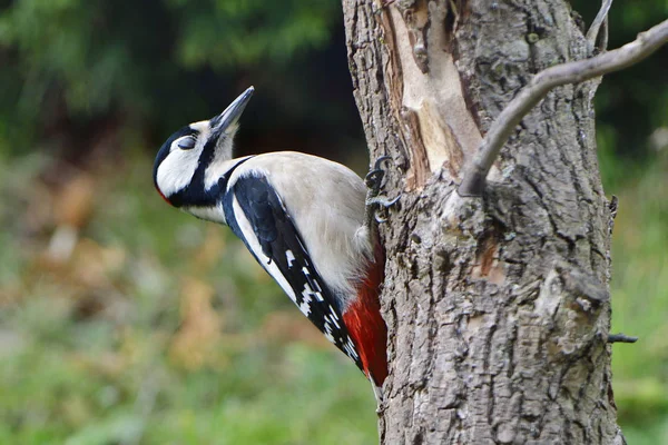 Scenic View Beautiful Woodpecker Bird Nature — Stock Photo, Image