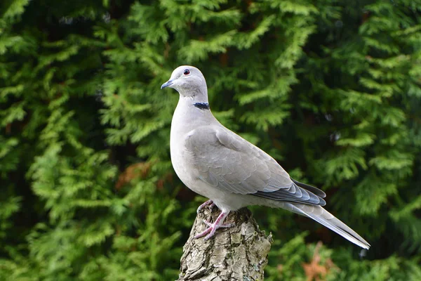 Aussichtsreiche Aussicht Auf Schöne Vögel Der Natur — Stockfoto