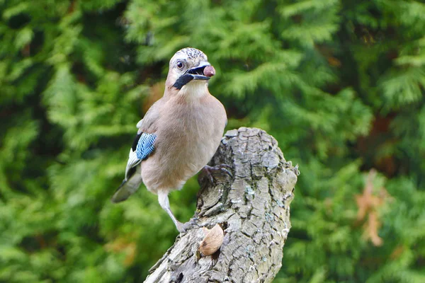 scenic view of beautiful jay bird