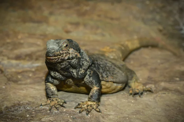 Wildtier Echsentier Leguan Reptil — Stockfoto
