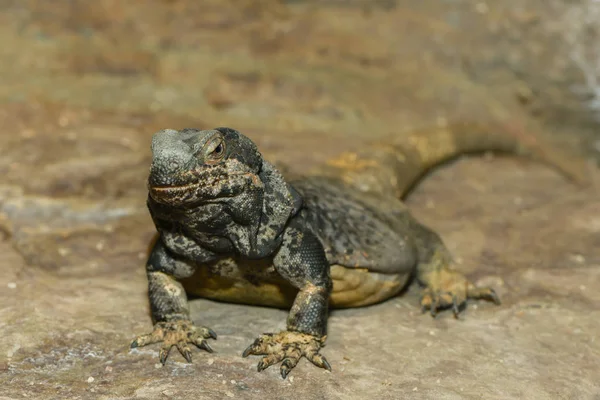 Kertenkele Hayvan Iguana Sürüngeni — Stok fotoğraf