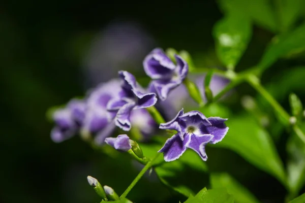 不同的花 有选择的焦点 — 图库照片