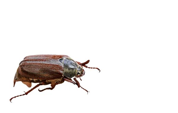 Närbild Bruna Enorma Cockchafer — Stockfoto