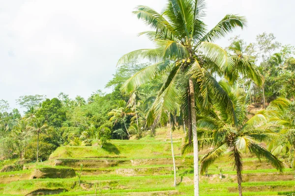 Beautiful Rice Terraces Tegalalang Ubud Bali — Stock Photo, Image