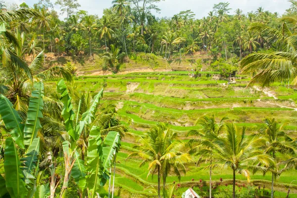Belos Terraços Arroz Tegalalang Ubud Bali — Fotografia de Stock