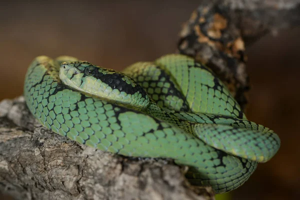 Had Svět Zvířat Hadí Kůže — Stock fotografie