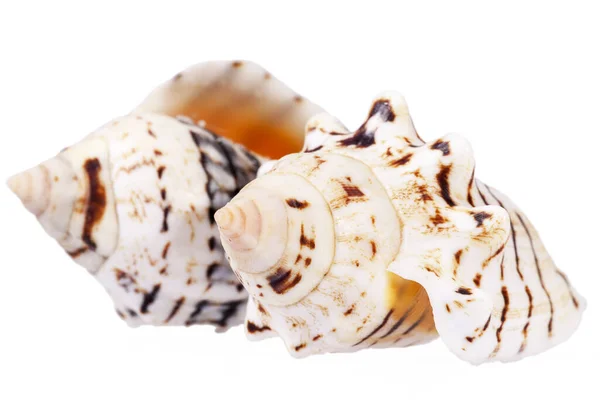 Muscheln Von Meeresschnecken Isoliert Auf Weißem Hintergrund Nahaufnahme — Stockfoto