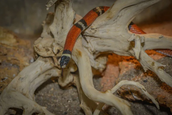 Snake Animal World Snake Skin — Stock Photo, Image