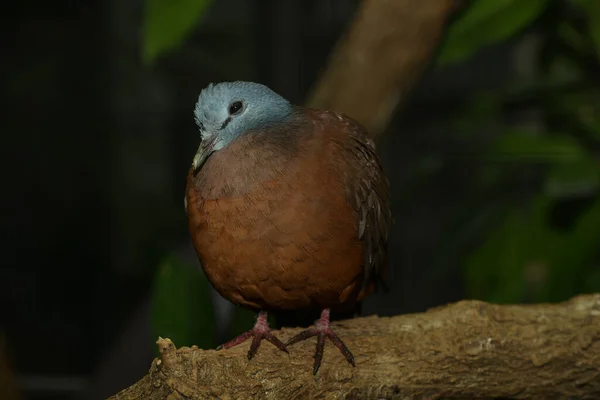 Paloma Doncella Tronco Árbol — Foto de Stock