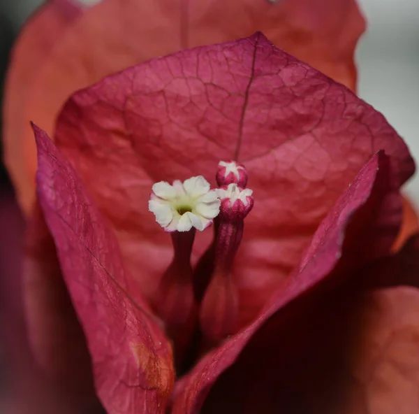 Kwiat Wielokwiatowy Mirabilis Multiflora — Zdjęcie stockowe