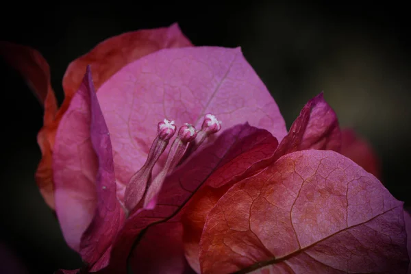 Vielblütige Wunderblume Mirabilis Multiflora — Stockfoto