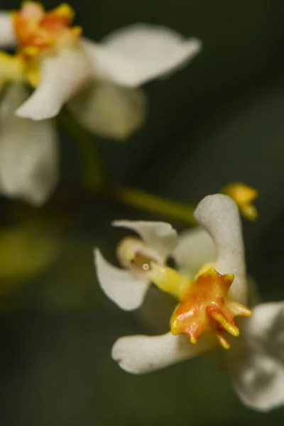 Schöne Orchideenblumen Blühen — Stockfoto