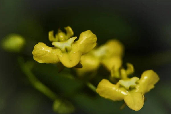 Flori Frumoase Orhidee Înfloresc — Fotografie, imagine de stoc
