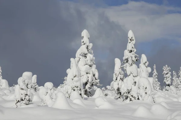 Деревья Зима Дерево Зимний Лес Лес Снег Глубокий Снег Пейзаж — стоковое фото