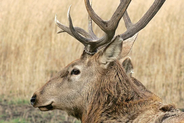 自然の中で美しい鹿の風景 — ストック写真