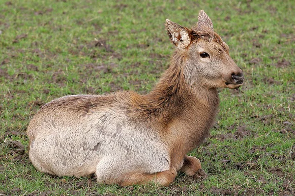 Young Deer Meadow — Stock Photo, Image