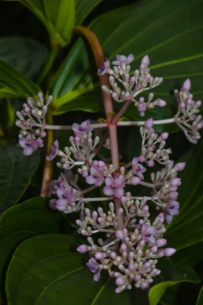 Vackra Blommor Blommigt Koncept Bakgrund — Stockfoto