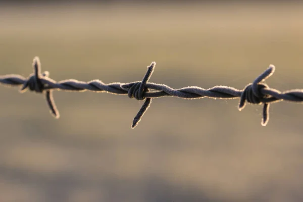 Frost Barbed Wire Fence Ένα Χειμωνιάτικο Πρωινό — Φωτογραφία Αρχείου
