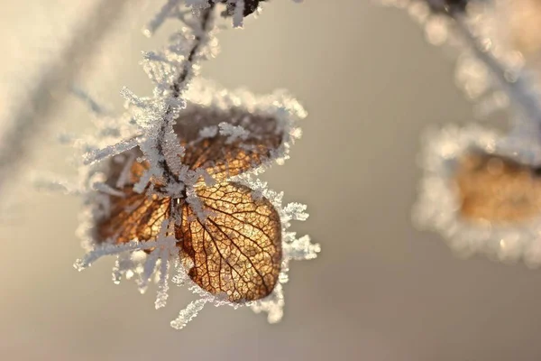 Bársony Hortenzia Hortenzia Sargentiana Magja Hoarfrosttal — Stock Fotó