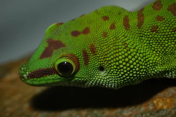 Gros Plan Gecko Nain Turquoise — Photo