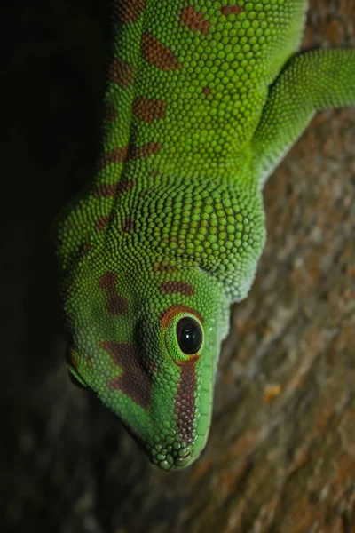 청록색 도마뱀붙이의 — 스톡 사진