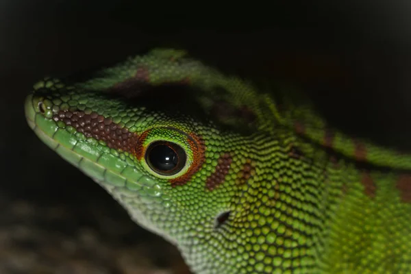 Gros Plan Gecko Nain Turquoise — Photo