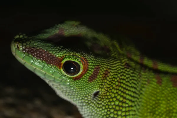 Gros Plan Gecko Nain Turquoise — Photo