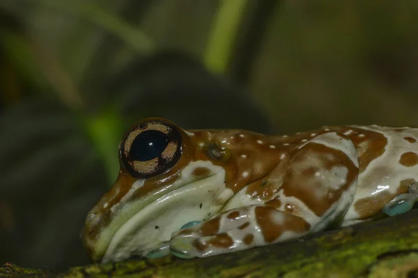 ジャングルカエルが茎に座っています — ストック写真