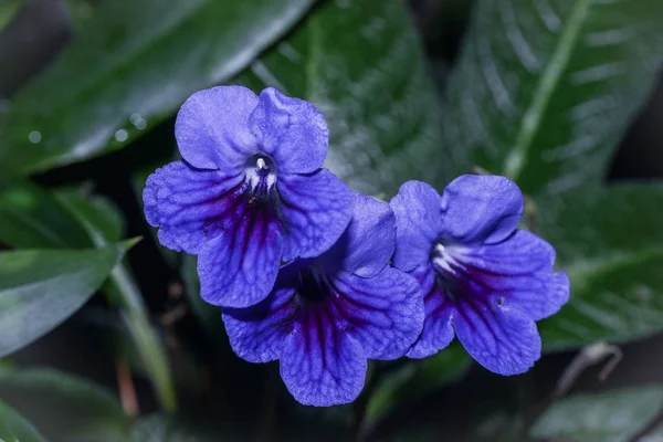 Violetos Azules Con Gotas Lluvia — Foto de Stock