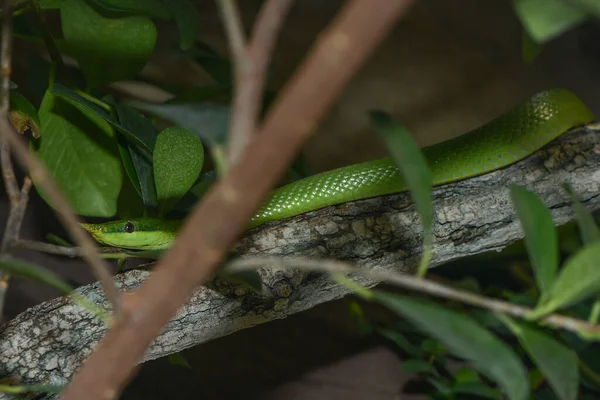 Serpent Vietnamien Long Nez Dans Les Buissons — Photo