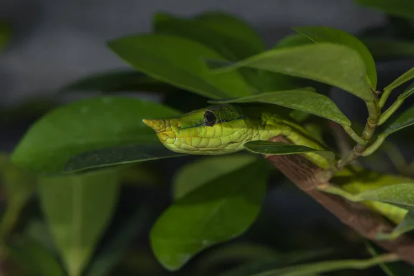 茂みの中のベトナムの長い鼻のヘビ — ストック写真