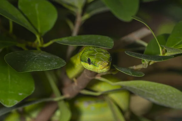 Vietnamese Long Nosed Snake Bushes — Stock Photo, Image