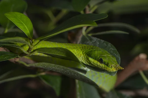 Serpiente Mundo Animal Piel Serpiente —  Fotos de Stock
