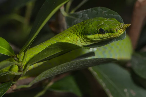 Vietnamský Had Dlouhým Nosem Křoví — Stock fotografie