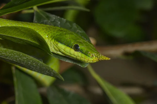 Serpente Dal Naso Lungo Vietnamita Tra Cespugli — Foto Stock