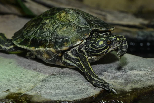 Exotické Želví Zvíře Přírodní Fauna — Stock fotografie