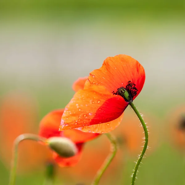 Gyönyörű Mák Virágok Háttérben — Stock Fotó