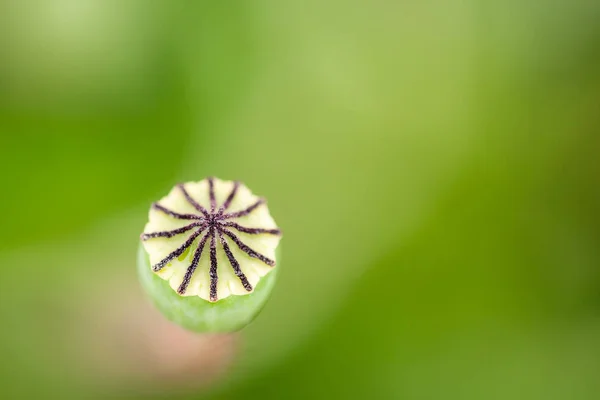 美丽的野生罂粟花的特写 — 图库照片