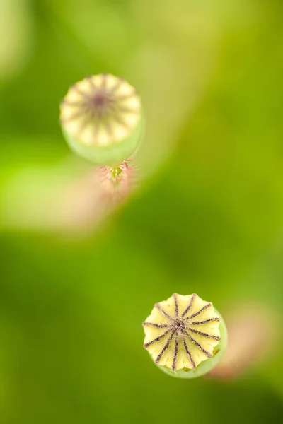 Poppy Blue Tens Temple — Stock Photo, Image