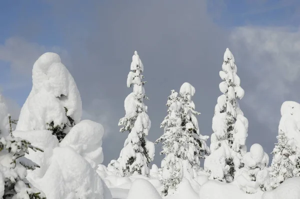 Arbres Hiver Arbre Forêt Hiver Forêt Neige Neige Profonde Paysage — Photo