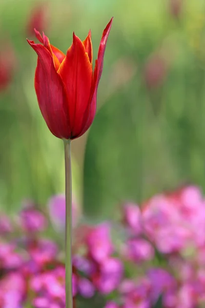 Tulpe Blühende Blumen Der Natur Flora Tulpen — Stockfoto