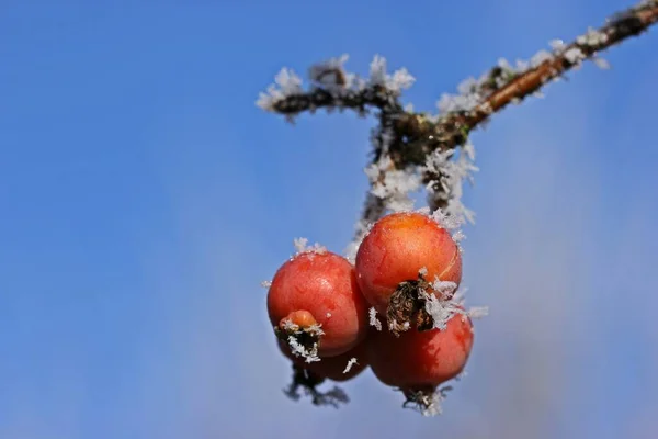 Maçãs Caranguejo Com Hoarfrost — Fotografia de Stock