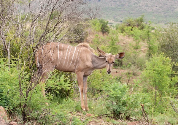 Feminino Maior Kudu Pilanesberg Game Reserve África Sul — Fotografia de Stock