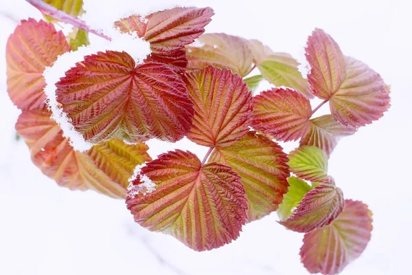 Auf Den Roten Herbstblättern Der Himbeere Liegt Der Erste Flauschige — Stockfoto